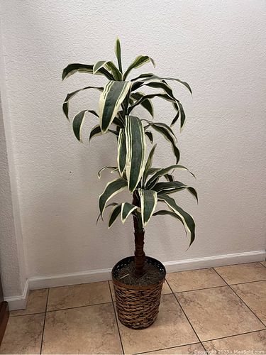 Lot #25 (1 of 8)