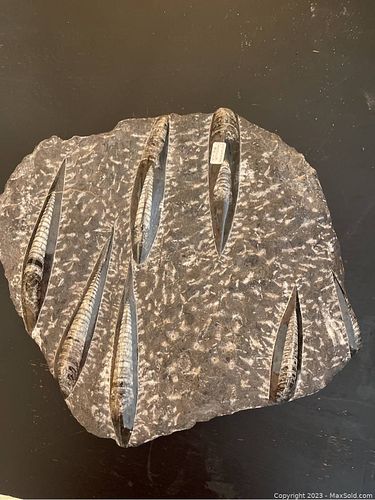 Lot #19 (1 of 2)