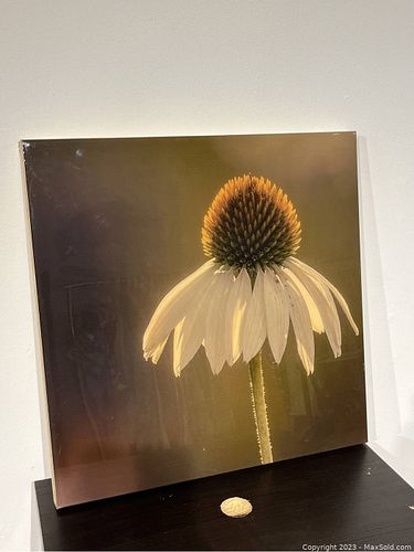 Lot #49 (1 of 4)
