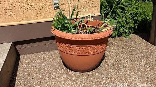 Lot #0042 (1 of 12)