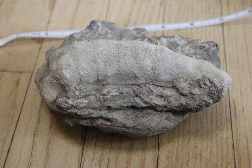 Lot #47 (1 of 2)