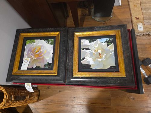 Lot #243 (1 of 11)