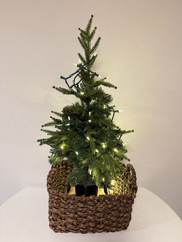 Lot #50 (1 of 3)