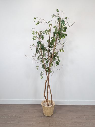 Lot #40 (1 of 8)