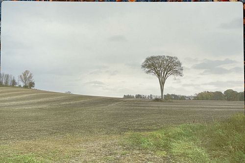 Lot #223 (1 of 4)
