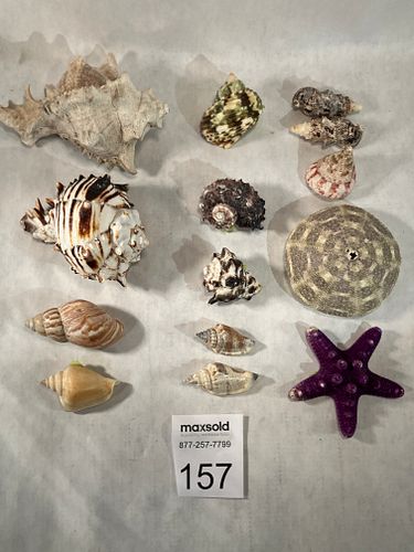 Lot #157 (1 of 9)