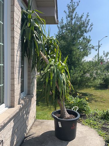 Lot #329 (1 of 4)