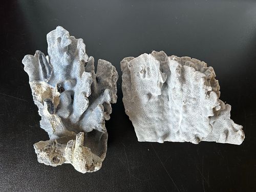 Lot #59 (1 of 20)