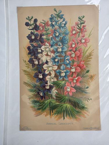 Lot #49 (1 of 4)