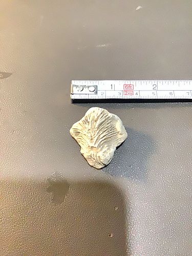 Lot #66 (1 of 5)