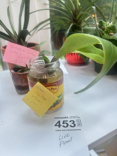 Lot #453 (1 of 6)