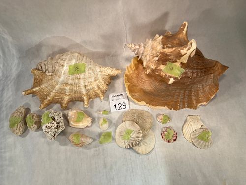 Lot #128 (1 of 14)