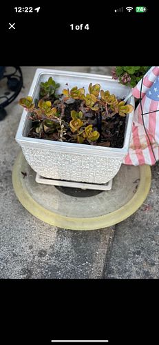 Lot #12 (1 of 4)