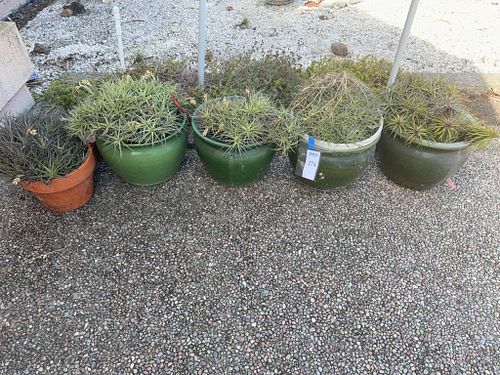 Lot #274 (1 of 6)
