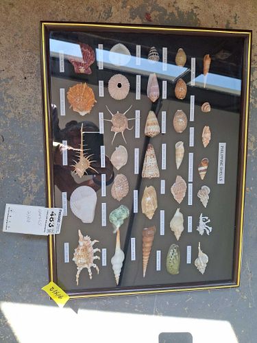 Lot #483 (1 of 7)