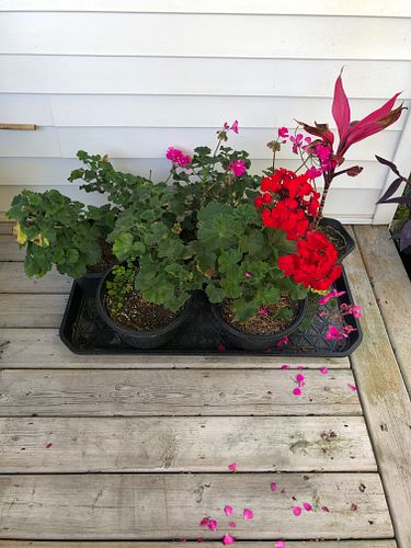 Lot #24 (1 of 5)