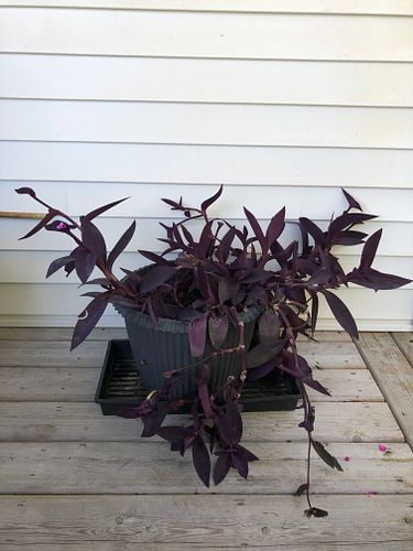 Lot #25 (1 of 3)