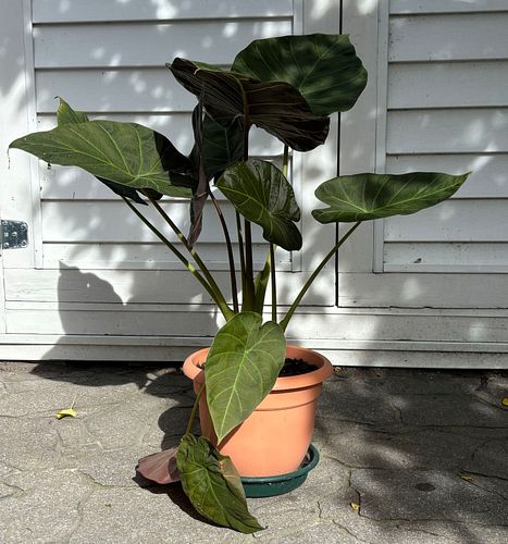 Lot #65 (1 of 8)