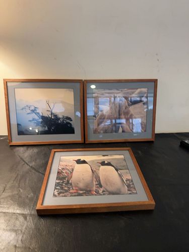 Lot #49 (1 of 5)
