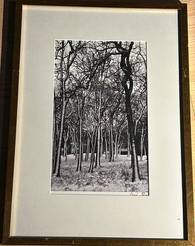 Lot #46 (1 of 4)