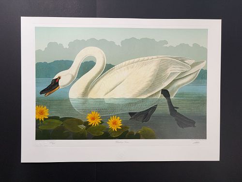 Lot #12 (1 of 14)