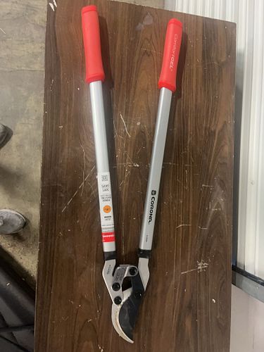 Lot #41 (1 of 6)