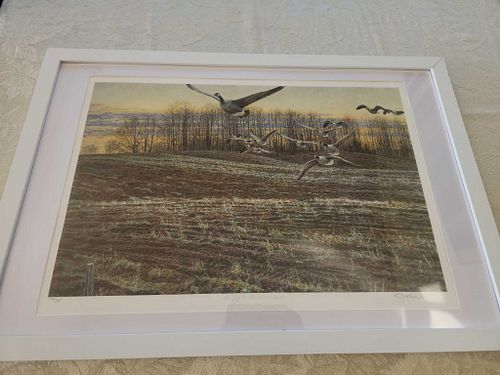 Lot #41 (1 of 11)