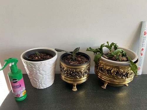Lot #24 (1 of 11)
