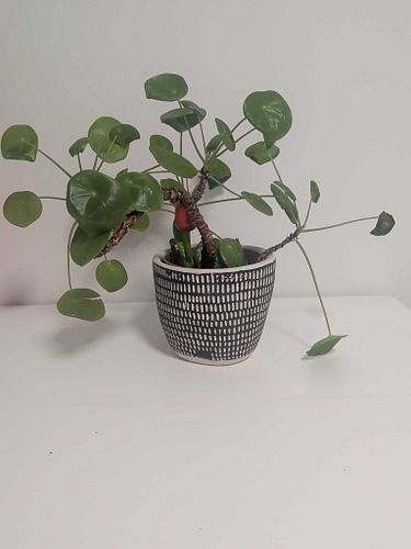 Lot #42 (1 of 6)