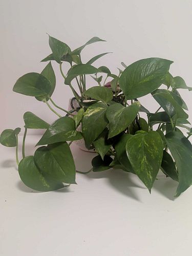 Lot #38 (1 of 4)