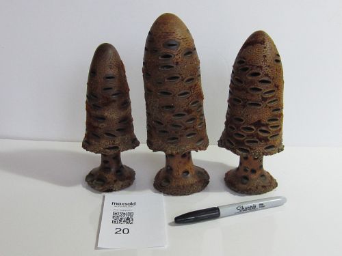 Lot #20 (1 of 7)