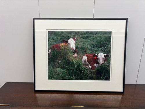 Lot #42 (1 of 3)