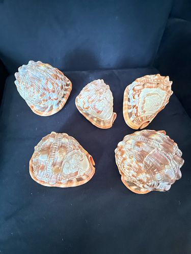 Lot #43 (1 of 5)
