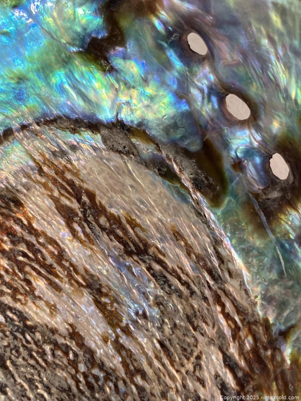 Small abalone shell 4.75 in | Maxsold