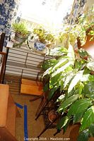 Metal wire shelf holding seven potted plants near window with two stands visible below shelf. Shelf shows wear.