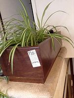 Large wooden planter with a spider plant inside, shows wood grain and finish, with sticker on side.