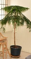 Tall Norfolk Island pine in black plastic pot indoors on a wooden stand by window and chair