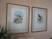 Full view of two framed wild bird prints hanging on a wall with a plant visible to the side.