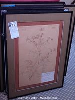 Five black framed botanical artworks featuring dried flower specimens taped to paper with labels describing the flowers and botanical information. Pieces are dated 1929.