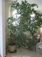 Full view of two live ficus trees standing eight feet tall indoors near a window, showing leafy green foliage and multiple trunks.