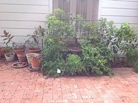 Wide view of 14 potted plants grouped outside near a wall and a closed door.