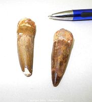 Pair of two dinosaur teeth beside pen for scale showing size and detail from above