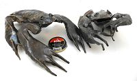 Two metal African toad sculptures placed beside a small tin of Kiwi shoe polish for scale, showing their form, texture and size difference.