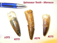 Photo showing three fossil Spinosaurus teeth numbered 273, 274, 275 for scale comparison with a pen: the lot contains the tooth on the left (#273).