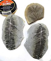 Three fossil specimens including two shale rock halves with fern frond imprint and one shale piece with Annularia imprint, shown alongside shoe polish tin for size reference.
