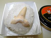 Fossil shark tooth embedded in sedimentary rock, showing tooth shape and texture with size comparison to Kiwi shoe polish tin.