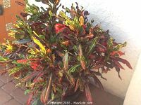 Live tropical plant with colorful, variegated leaves leaning against a white wall.
