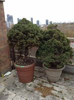 Two cedar trees planted in outdoor pots on a stone patio with city skyline in the background.