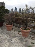 Wide view of two large trees in terracotta pots on a stone tiled outdoor terrace, cityscape background.
