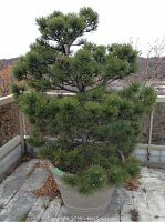 Full view of large cedar tree in pot showing overall size and foliage density.